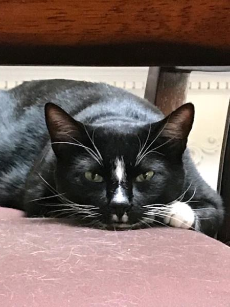 /Images/uploads/Friends of Seal Beach Animal Care Center/2022sbacc/entries/20799thumb.jpg